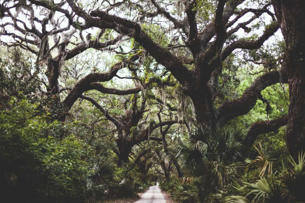 Cumberland Island's endless road with beautiful live oaks surrounding it. One of the best places to elope in Georgia!