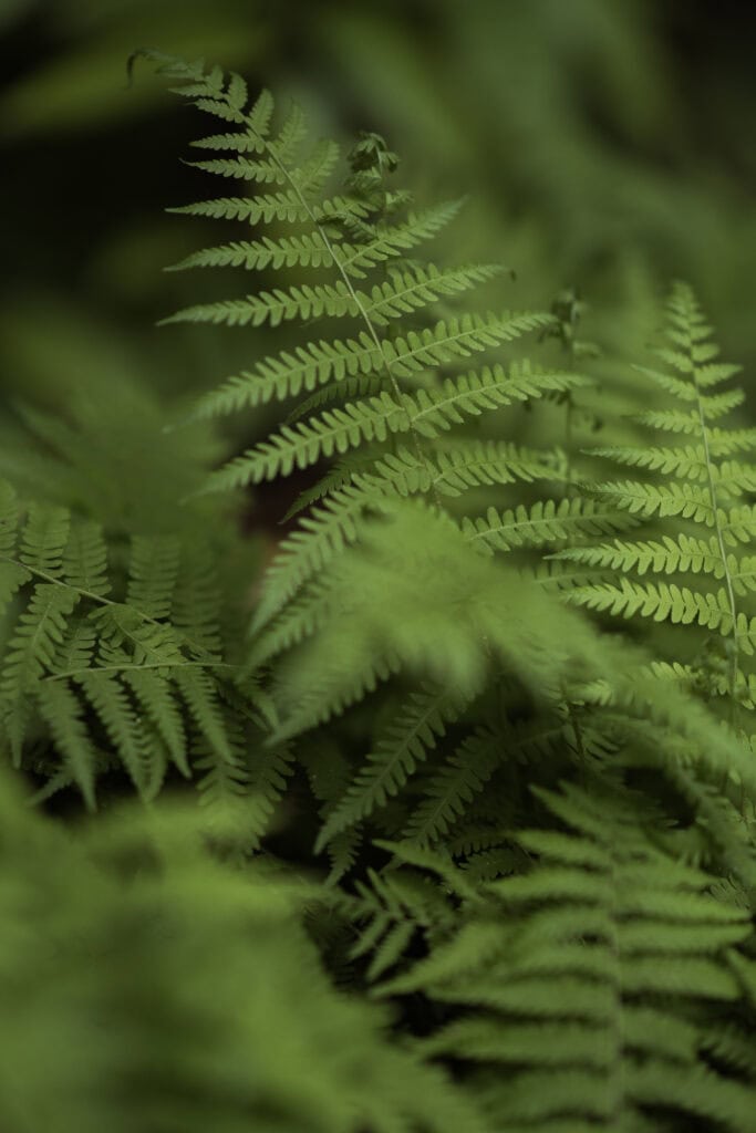 Lush ferns in a forest during the summer. 
